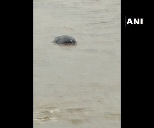 केरल में बारिश में डूबा हाथी