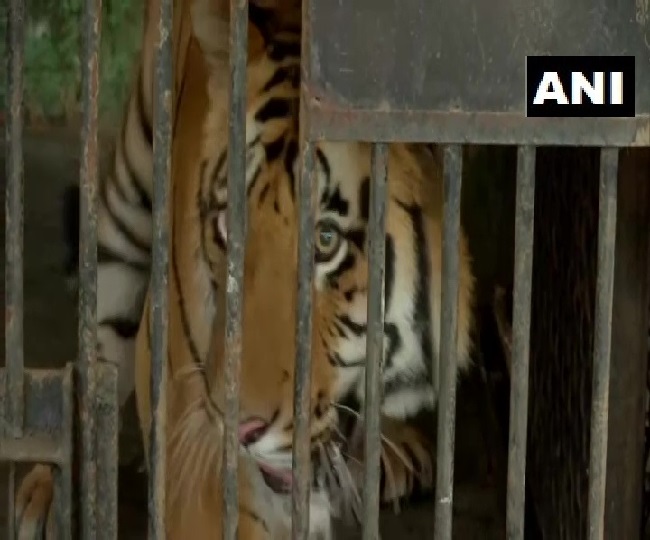पुणे के राजीव गांधी प्राणी उद्यान ने COVID-19 के खिलाफ एहतियाती कदम उठाए