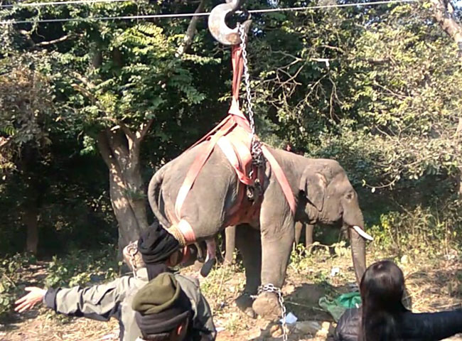 इस हाथी ने मचा रखा था आतंक, ऐसे आया काबू में; देखें तस्वीरें