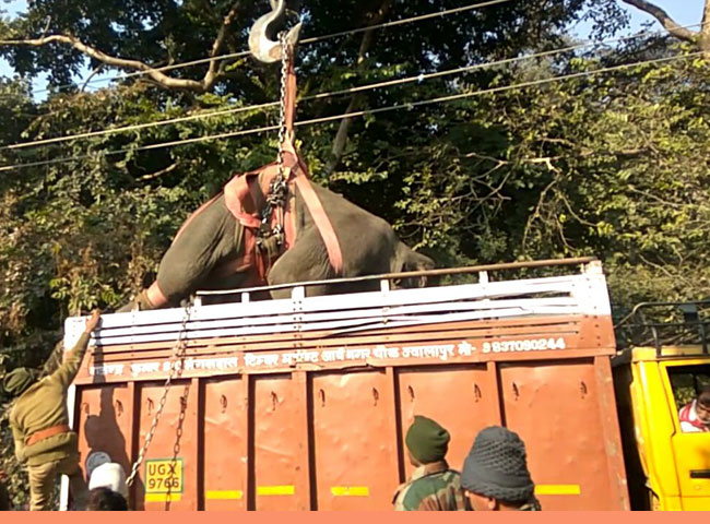 इस हाथी ने मचा रखा था आतंक, ऐसे आया काबू में; देखें तस्वीरें