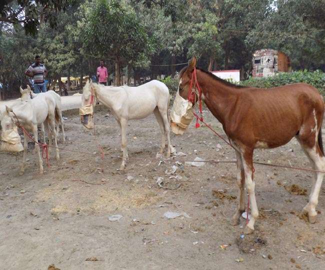 सोनपुर मेला: कभी क्लाइव ने बनवाया था अस्तबल, रेसकोर्स में दौड़ते थे अंग्रेजों के घोड़े