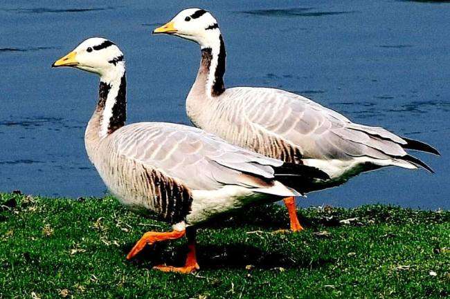 पेलिकन को फिर भाया कीठम, ताजनगरी की हसरत खींच कर ला रही सात समंदर पार से