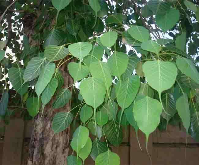 अगर आप भी करती हैं पीपल के वृक्ष की पूजा तो इन बातों का हमेशा रखें ध्यान