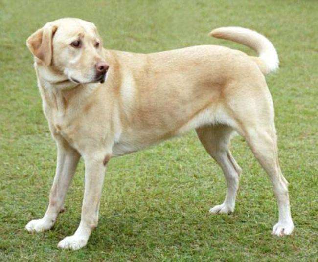 आवारा कुत्तों पर नियंत्रण को एबीसी सेंटर के लिए 43 लाख की डीपीआर मंजूर