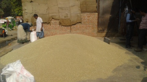 मिठास न होने से घटे बाजरा के दाम