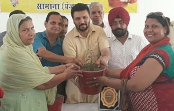 भाविप ने बांटे 300 तुलसी के पौधे