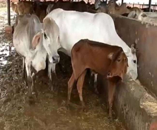 सरकार ने गाय से फायदे पर शोध के लिए समिति बनाई