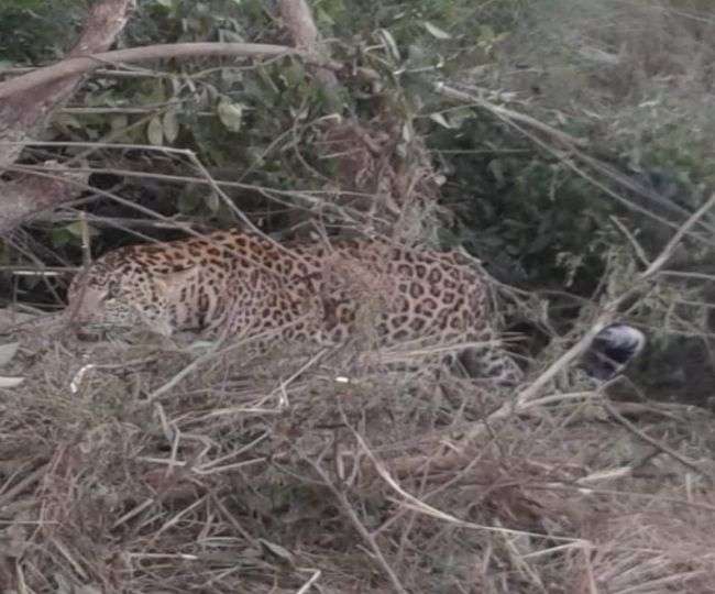 हिरण पकड़ने के लिए बिछाया था जाल, फंस गया तेंदुआ