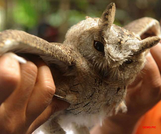 घायल उल्लू का किया इलाज, मौत के बाद अंतिम संस्कार ...श्राद्ध में उमड़ा पूरा इलाका