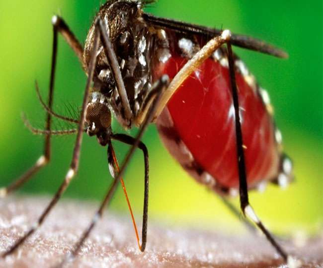 सिर्फ 30 सेकंड में हो सकेगी डेंगू की जांच, खर्च आएगा महज 15 रुपये