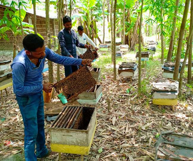 अमेरिका और जर्मनी में 'मिठास' घोल रही मुजफ्फरपुर के शाही लीची की शहद, जानिए