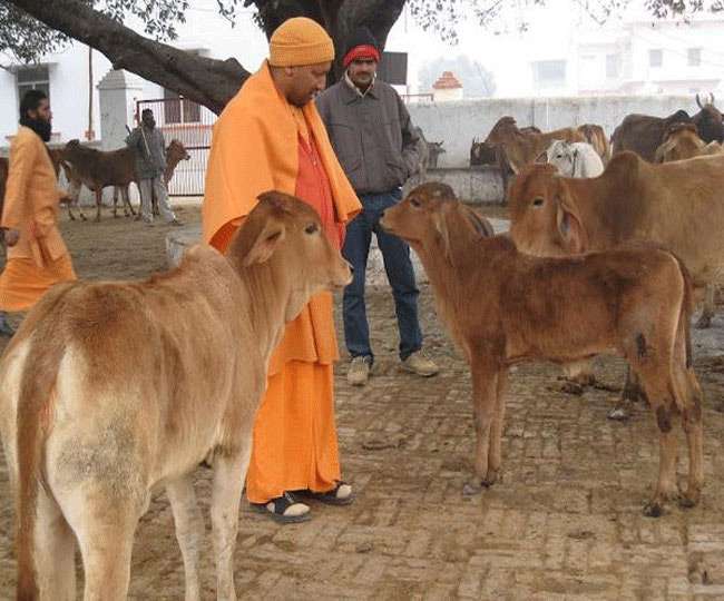 सीएम योगी के अलग - अलग रंग, आहट से पहचानती हैं गौशाला की गायें