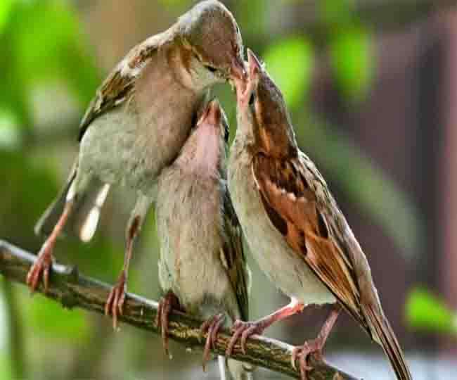नहीं चेते तो 10 साल में नहीं दिखेगी गोरैया