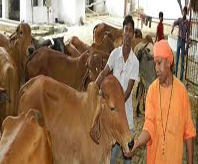 योगी की आहट पहचानती हैं गोशाला की गायें, पास आने की रहती होड़