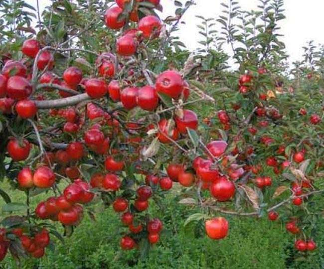 जिन बागों में कभी लाल-लाल सेब लटकते थे, आज बह रहा खून