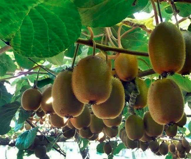 पांचवीं पास किसान ने बदली साथियों की तकदीर