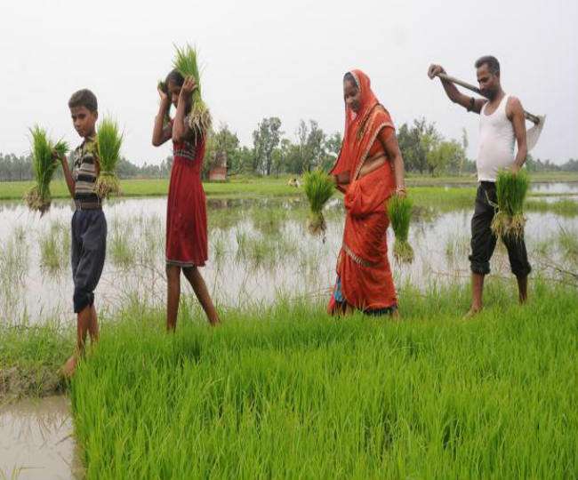 किसानों के विरोध प्रदर्शन के बाद भारत सरकार ने बढ़ाई चावल और कपास की कीमतें