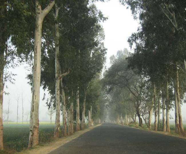 दस वर्ष पूर्व लिया पर्यावरण संरक्षण का प्रण, लगा चुके हैं 5 हजार से ज्यादा पेड़