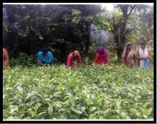 अब लोग बोलेंगे - वाह उत्तराखंडी चाय