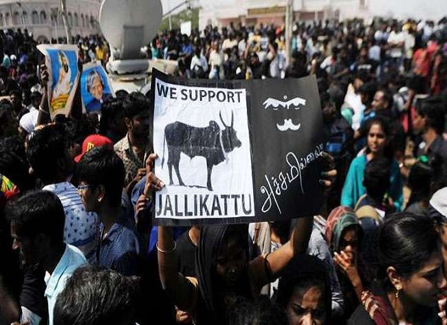 जल्लीकट्टू के चलते इस एक्ट्रेस को शूटिंग से बैरंग लौटना पड़ा
