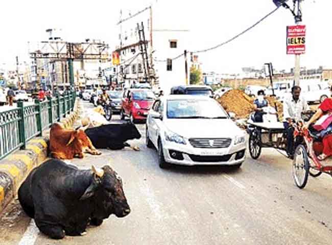 देखें तस्वीरेंः स्मार्ट सिटी की सड़कों पर लावारिस आतंक