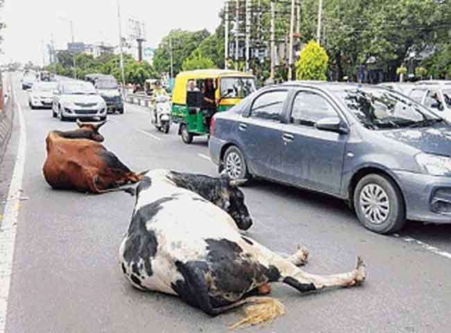 देखें तस्वीरेंः स्मार्ट सिटी की सड़कों पर लावारिस आतंक