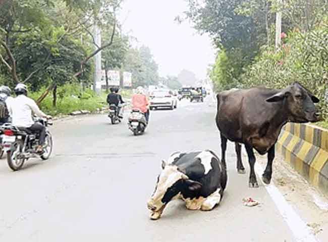 देखें तस्वीरेंः स्मार्ट सिटी की सड़कों पर लावारिस आतंक