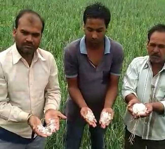 Pics: देश के कई हिस्सों में मौसम का कहर, बारिश और ओलों से फसल को नुकसान