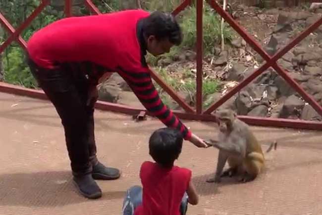 //www.jagranimages.com/images/monkey_2017_10_14_105645_s.jpg