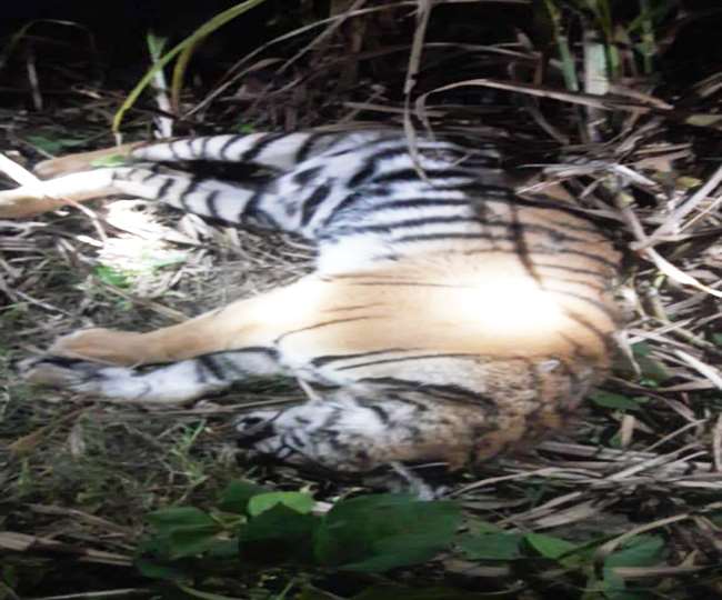Valmiki Tiger Reserve के रघिया जंगल में मृत मिली बाघिन, जांच में जुटे वन अधिकारी