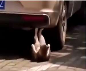 वीडियो देख ऐसा लगता है कि बिल्ली एक्सरसाइज से वाकिफ है।