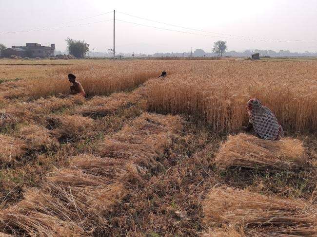 Lockdown Update : बरेली के खेतों में मशीनों को मात दे रहे 25 हजार श्रमिकों के हाथ Bareilly News