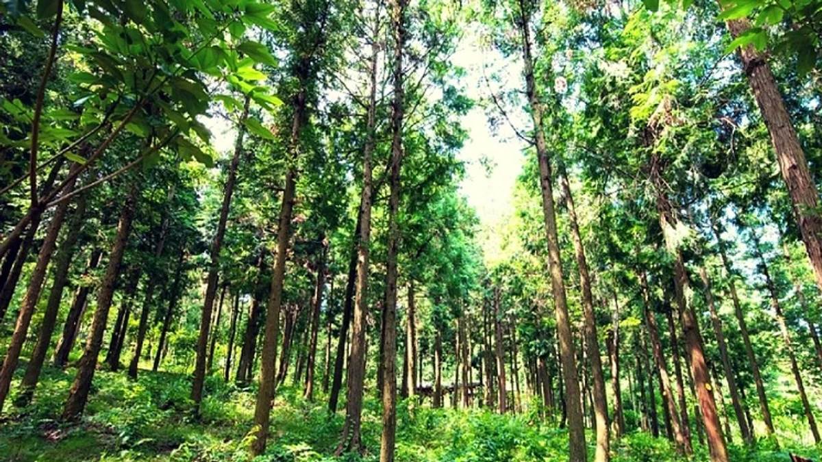 प्लाईवुड उद्योग को मिलेगी रफ्तार, तैयार होगी उन्नत किस्म की फसल, यमुनानगर में बनेगा फोरेस्ट रिसर्च इंस्टीट्यूट
