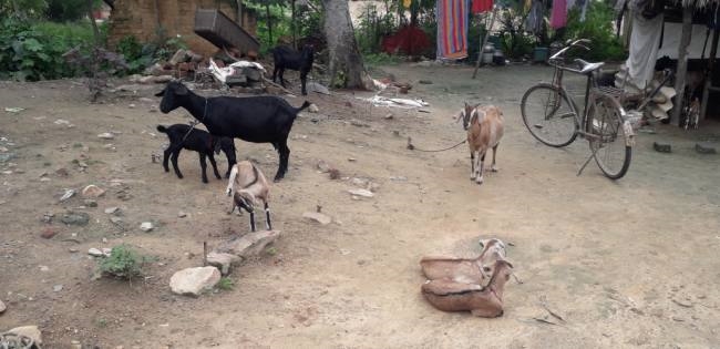 स्कार्पियो से आए चोर उठा ले गए तीन बकरी