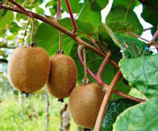 Moradabad Fruit Market News : ईरान से बुखार उतारने आई कीवी ने महंगाई में भरा दम, जानिए आसमान छू रहे फलाें के दाम