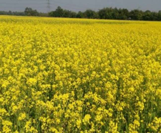 Mustard Oil: अब सरसों के तेल में नहींं होगी मिलावट, चावल की भूसी के तेल से मिलेगा छुुटकारा