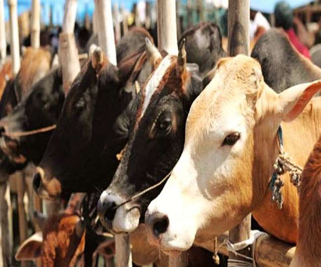 Rajasthan Crime : भरतपुर जिले के गोपालगढ़ इलाके में पुलिस और गोतस्करों के बीच फायरिंग, एक घायल
