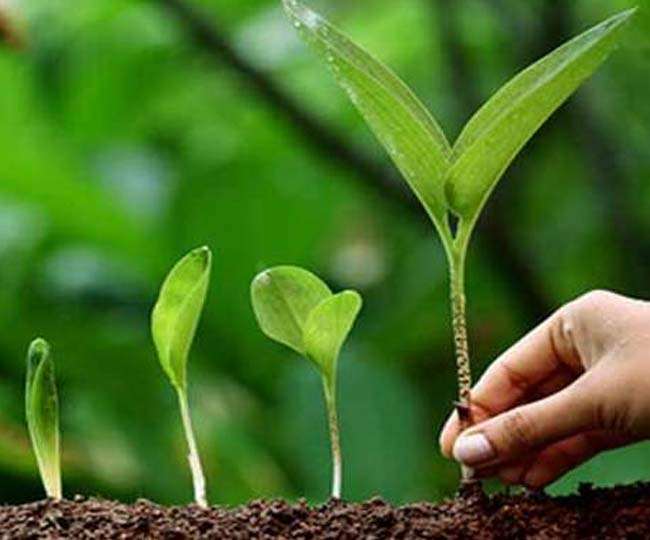 बागबानी से भागलपुर के किसानों की आमदनी होगी दोगुनी, 100 हेक्टेयर में आम और 10 हेक्टेयर में लगाए जाएंगे लीची के पौधे