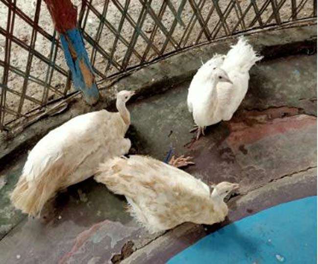 बांग्लादेश से भारत में की जा रही थी सफेद मोरों की तस्करी, बीएसएफ ने बचाया
