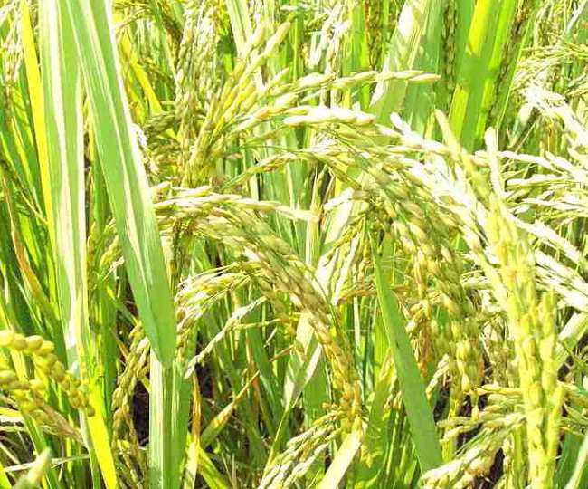 Coronavirus effect : कैसे होगा शारीरिक दूरी का पालन, खेत में धान की फसल तैयार, नहीं काट रहे मजदूर