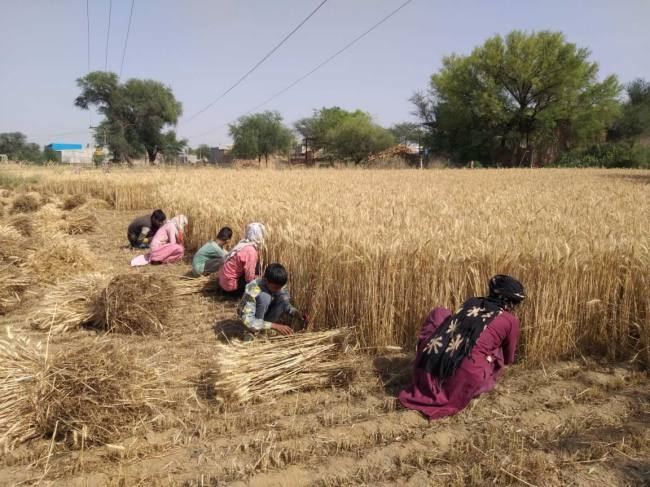 सरकार ने ई-खरीद पोर्टल पर किया बदलाव, अब किसान खुद तय करेंगे गेहूं लाने का दिन