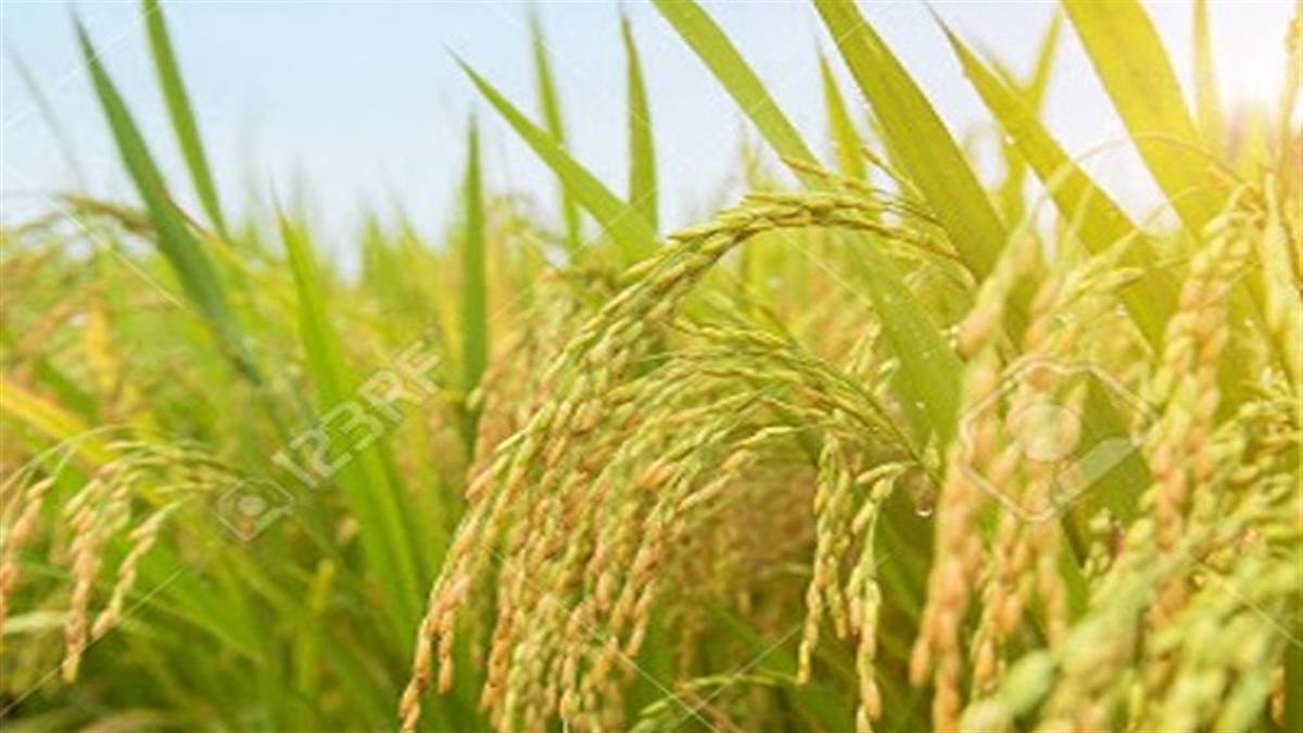 भागलपुर में उम्मीद से कम हुई वर्षा, 81 प्रतिशत ही रोपा गया धान बिचड़ा, किसानों को नहीं मिल रहा डीएपी