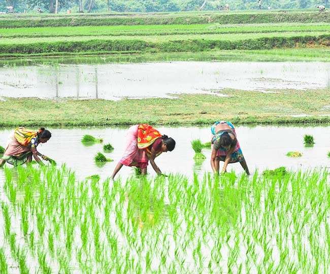 धान की खेती के लिए उपयुक्त जलवायु