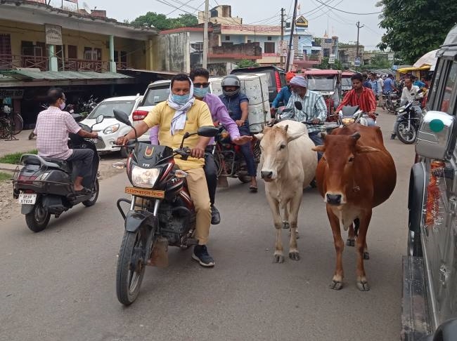 योजनाएं धड़ाम, बेसहारा पशु ले रहे जान, कागजों में व्यवस्था तमाम