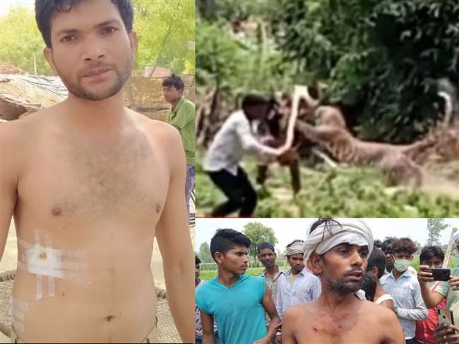 Video: सीतापुर के भदेसर में तेंदुए से भिड़ गए ग्रामीण-तीन जख्मी, पिंजरा लगाने पहुंची वन विभाग की टीम