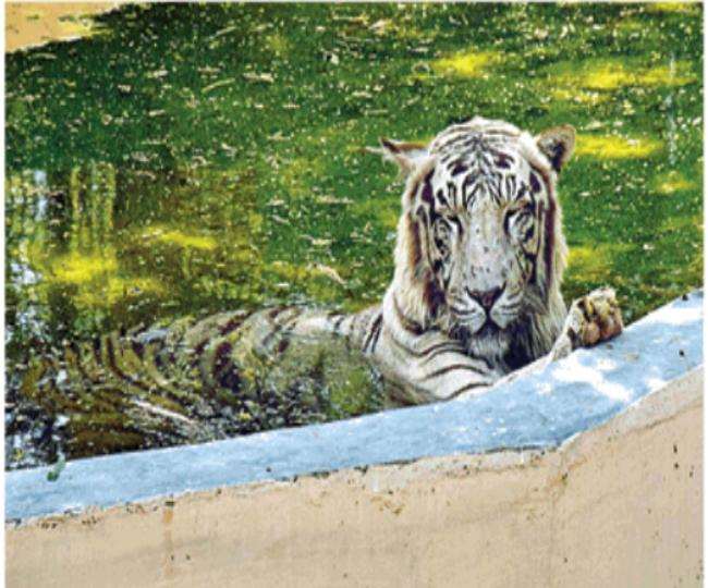 कोरोना वायरस से बचाव के लिए चिड़ियाघर के जानवरों का रखा जा रहा खास ध्यान, डाइट चार्ट में कई बदलाव