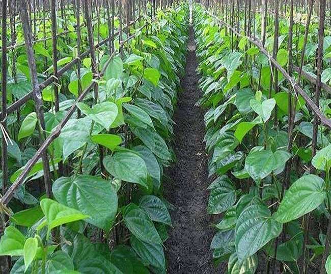 Paan Grant : एक हजार वर्ग मीटर वाले पान, लॉकडाउन ने किसानों को सताया; अब मिलेगा अनुदान