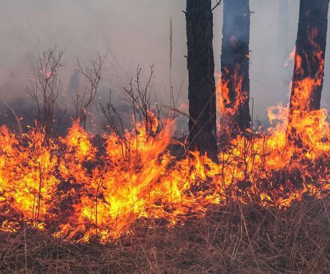 आग बुझाने के लिए दिन भर दौड़ रहे दमकल वाहन, एक ही दिन में छह स्थानों में बुझाई जंगल की आग