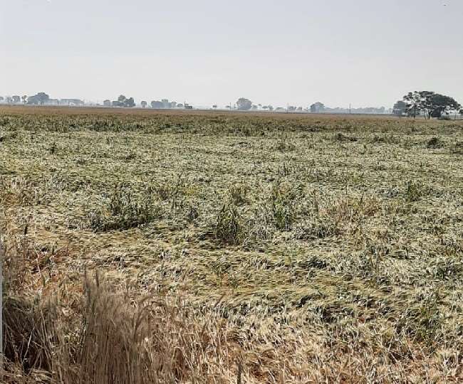लुधियाना के जगराओं में तेज हवाओं व बारिश से गेहूं की फसल गिरी, किसानों की बढ़ी चिंता