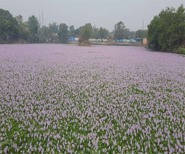 जमीन नहीं यहां तालाब में उगा फूलों का बगीचा...Dhanbad News